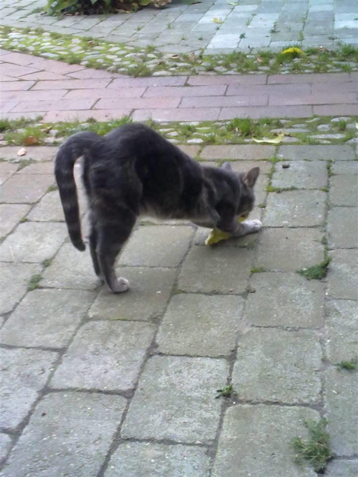 Huskat Marilyn - Leger med blade :´D billede 12