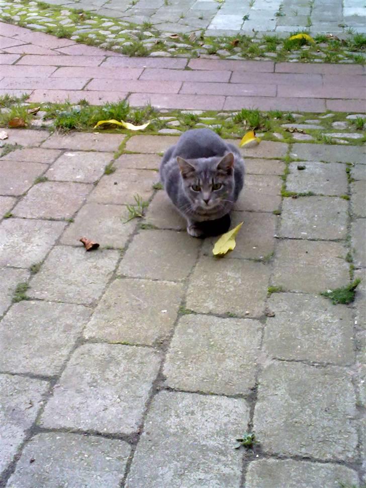 Huskat Marilyn - Hvad fuck glor du på? billede 13