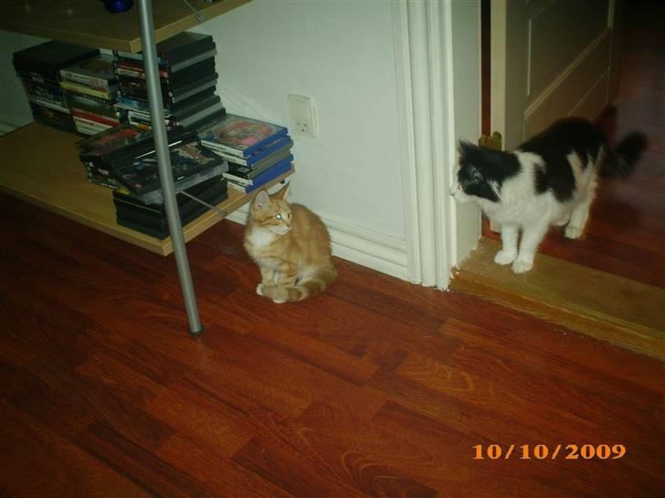 Blanding af racer Duchess *R.I.P.* - Lucifer og Duchess :) billede 14