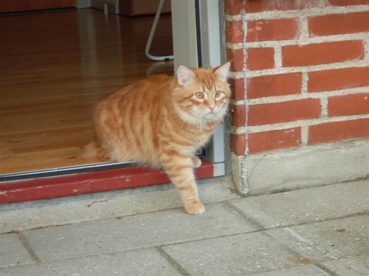 Maine Coon Buller (Butler) - Han tør ikk rigtig at komme ud , der er alt for mange lyde :) billede 17