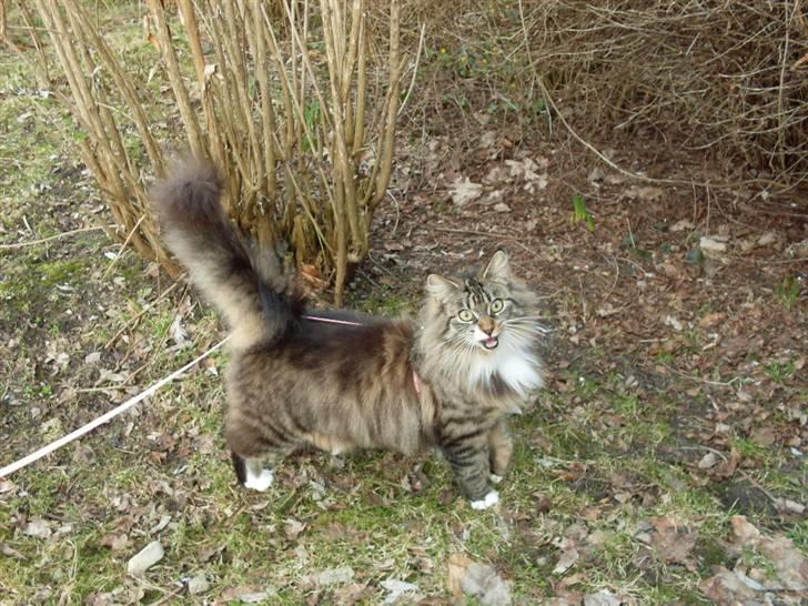 Norsk Skovkat Jackie - Dejligt at være udenfor :) Men skal have sele på ellers stikker jeg af . billede 13