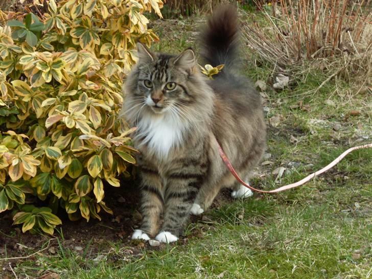 Norsk Skovkat Jackie - Jeg er bare flot. Kan godt lide at være udenfor :) billede 14