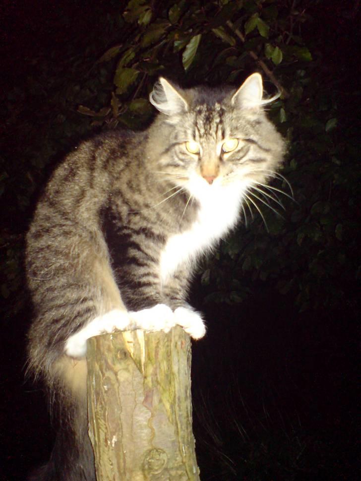 Norsk Skovkat Svikmøllen's Vamsede Katz billede 11