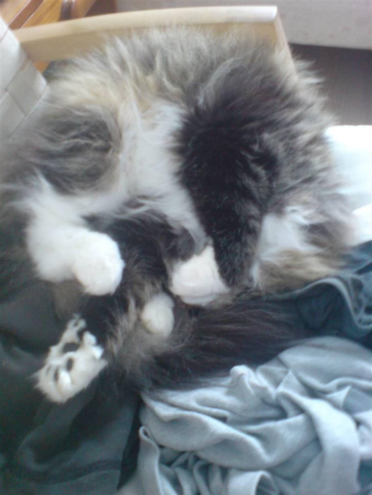 Norsk Skovkat Svikmøllen's Vamsede Katz billede 12