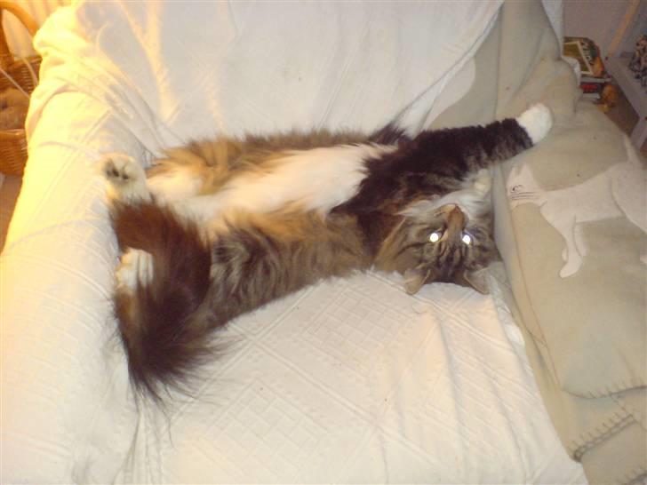 Norsk Skovkat Svikmøllen's Vamsede Katz billede 13