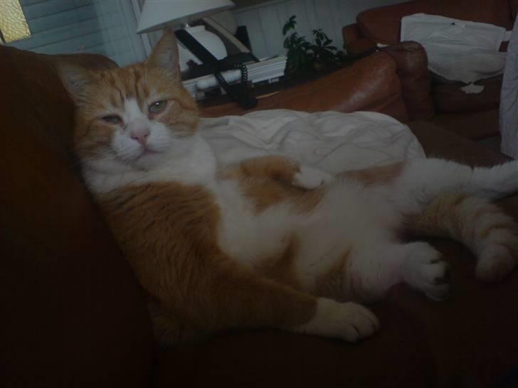 Huskat Oliver billede 9