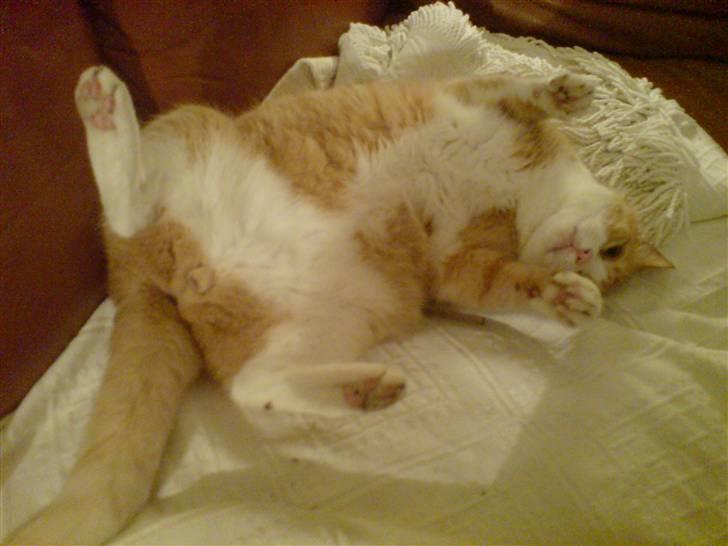 Huskat Oliver billede 10