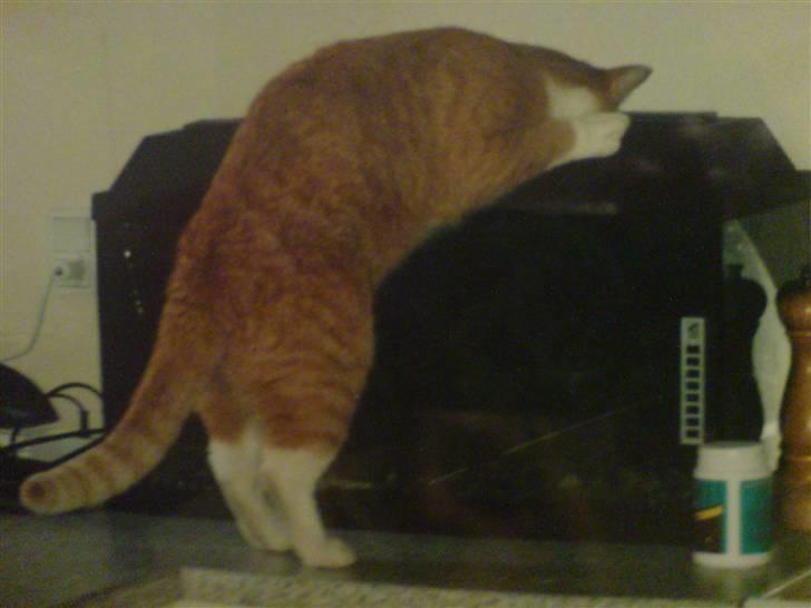 Huskat Oliver billede 11