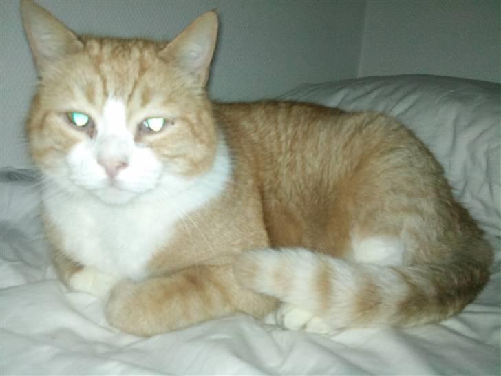 Huskat Oliver billede 12