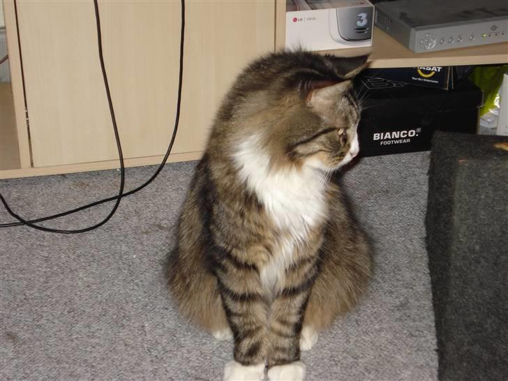 Blanding af racer Tay Son - Billedet er fra min lejlighed hvor han var i ca 3,5 år billede 6