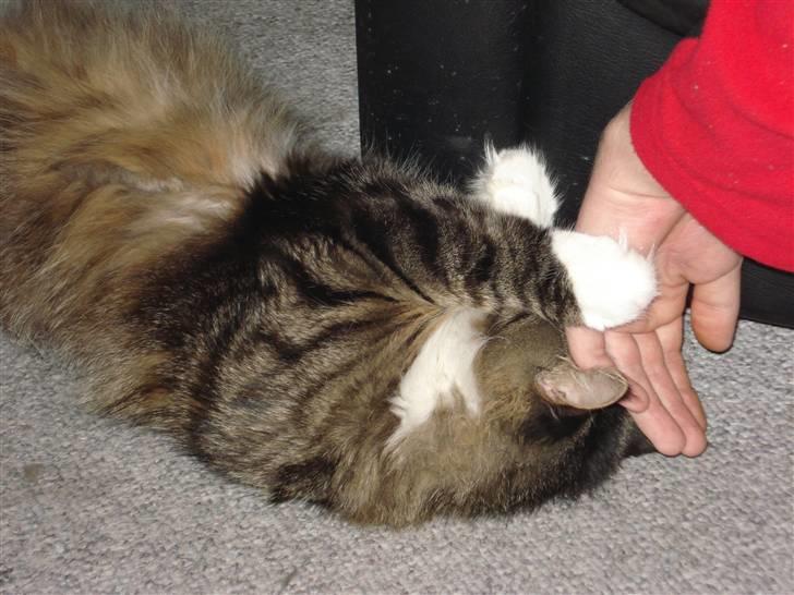 Blanding af racer Tay Son - igen med rasmus billede 7