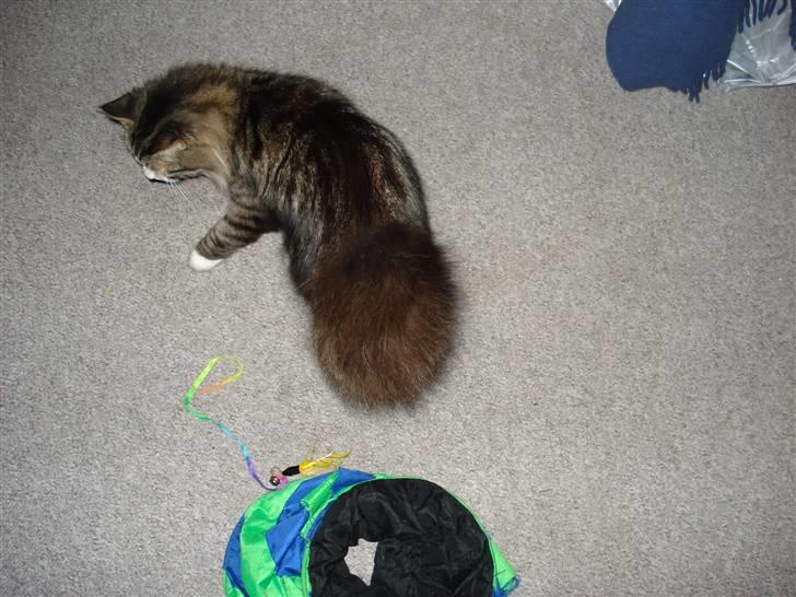 Blanding af racer Tay Son billede 8