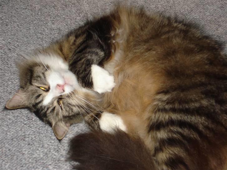 Blanding af racer Tay Son - her er han ca 3,5 år gammel lige inden vi flyttet i hus ;) billede 9