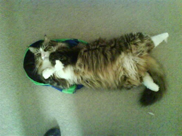 Blanding af racer Tay Son - Her er vi flyttet i vores nye hjem. bedre omgivelser billede 10