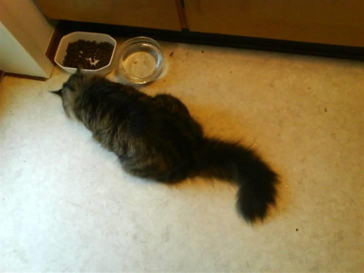 Blanding af racer Tay Son - Her for han sin daglig dåse tun i vand billede 11