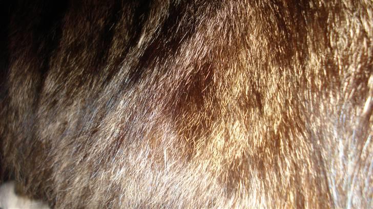 Blanding af racer Tay Son - en smuk pels skal ses irl.. billede 12