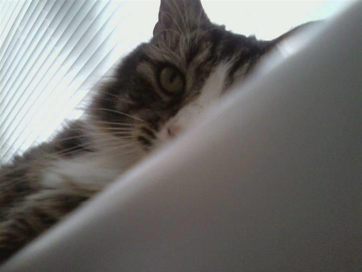 Blanding af racer Tay Son - Her er han kun 1,5 år gammel billede 13