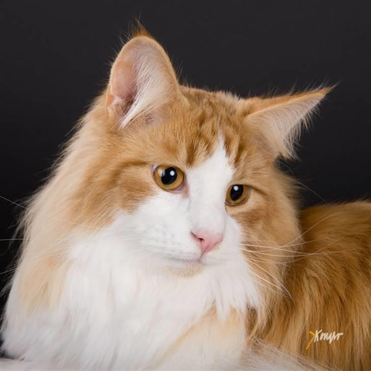 Norsk Skovkat Enzo Aslan billede 16