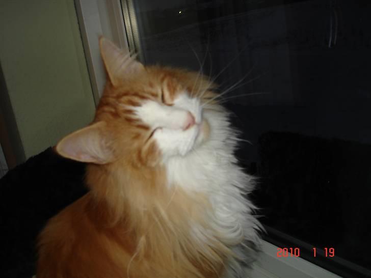 Norsk Skovkat Enzo Aslan - Uh Mor - syn´s du ikke jeg bare er lækker? billede 17