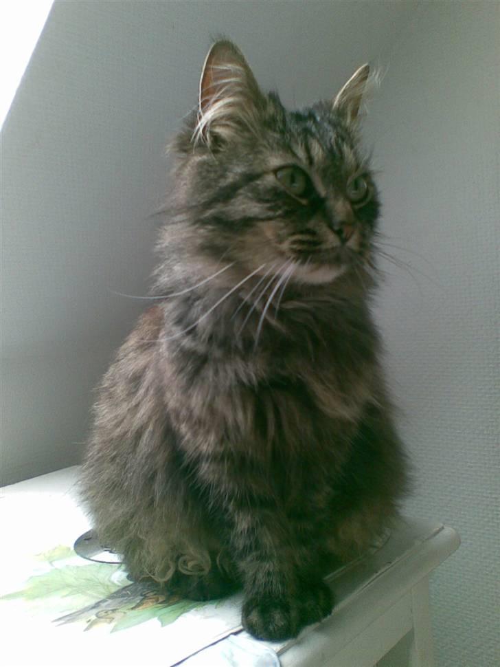 Norsk Skovkat Jimmi (hun er en hunkat) billede 9
