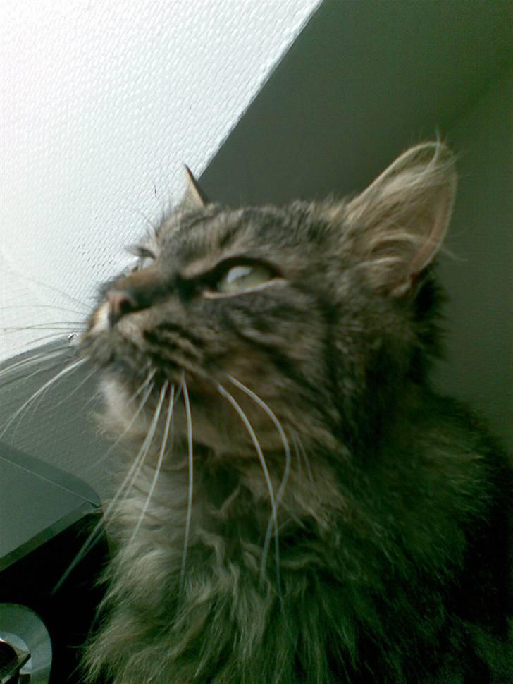 Norsk Skovkat Jimmi (hun er en hunkat) billede 10