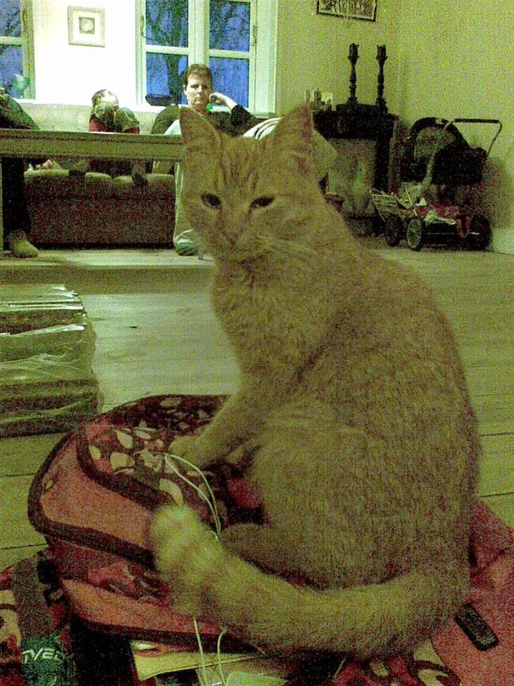 Blanding af racer Den søde Røde R.I.P  billede 14