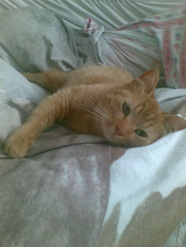 Blanding af racer Den søde Røde R.I.P  billede 15