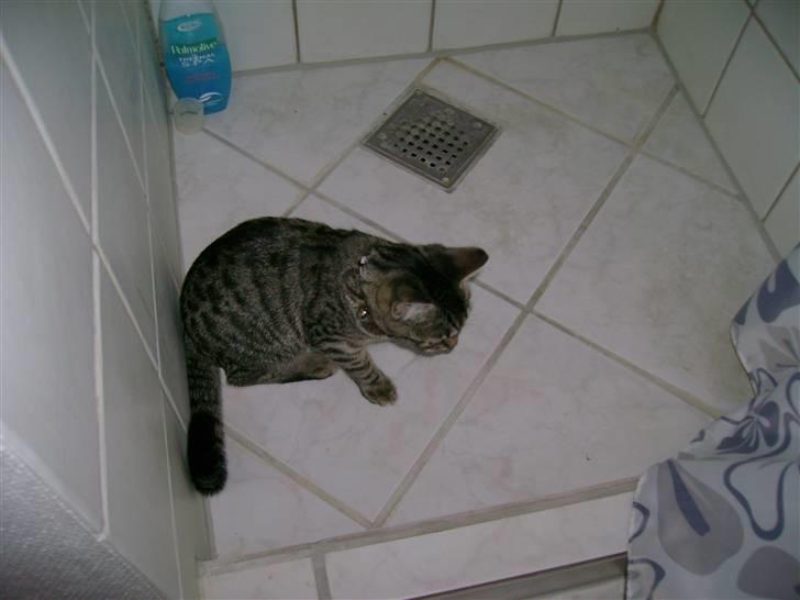 Huskat Kitty - Mmm gulvvarme - yndlings putte sted billede 1