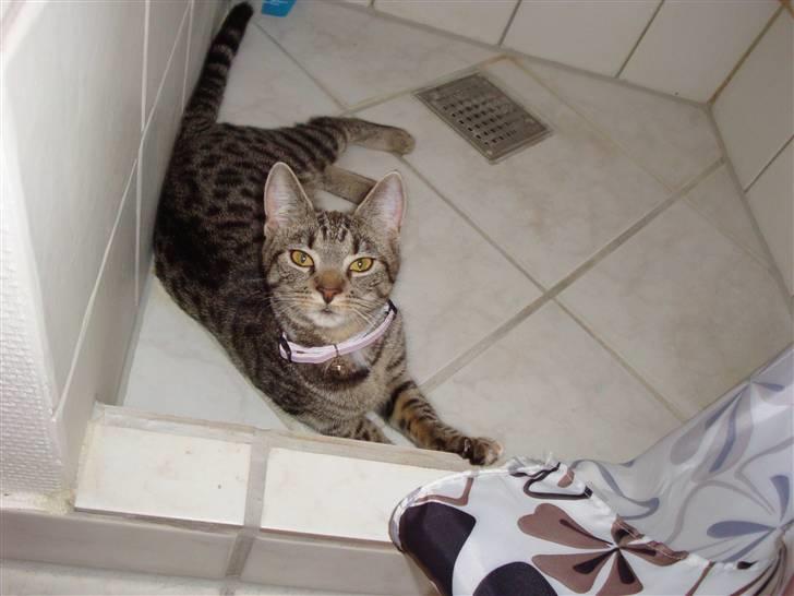 Huskat Kitty billede 2