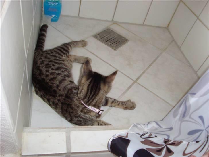 Huskat Kitty billede 3