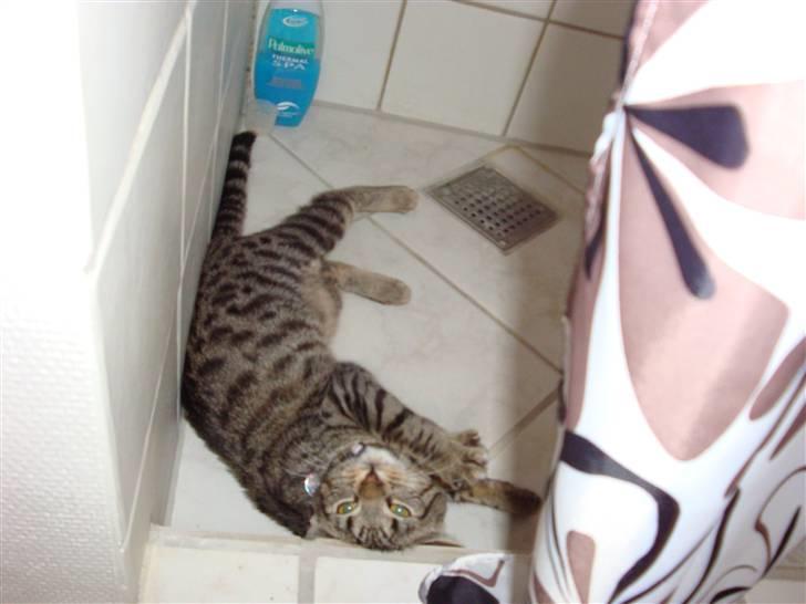 Huskat Kitty billede 4