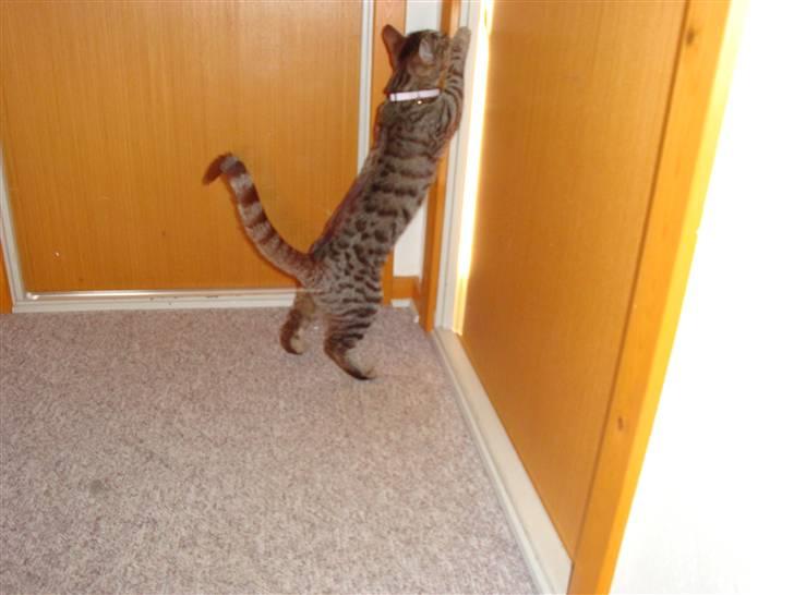 Huskat Kitty - Bryer mig ikke om at dørene er lukket billede 5