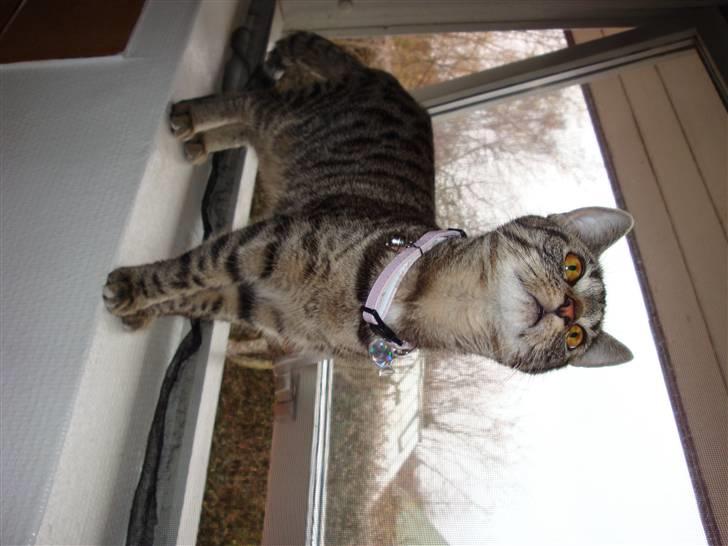 Huskat Kitty billede 6