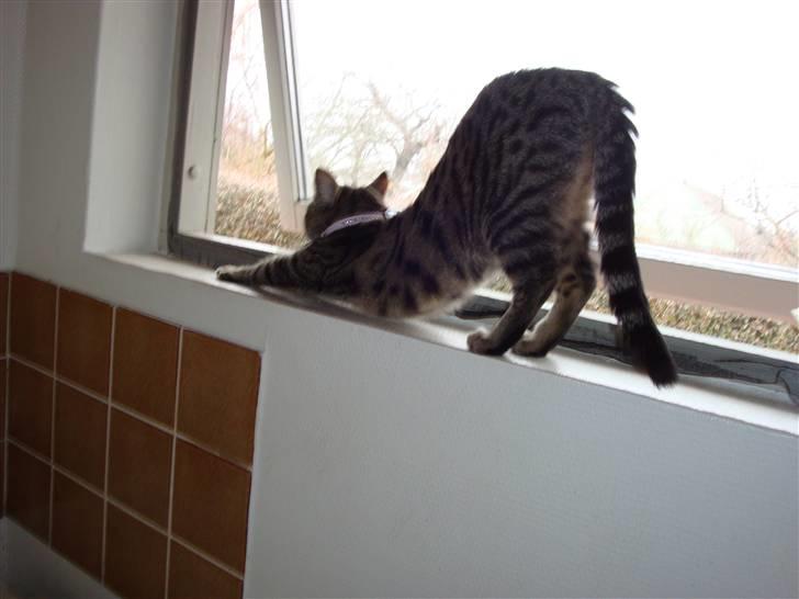 Huskat Kitty - jeg må ikke komme ud endnu - så jeg sidder bare og nyder luften og kigger på fuglene billede 7