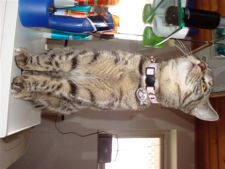 Huskat Kitty billede 8