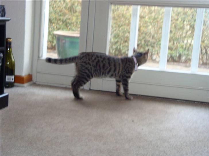 Huskat Kitty billede 9