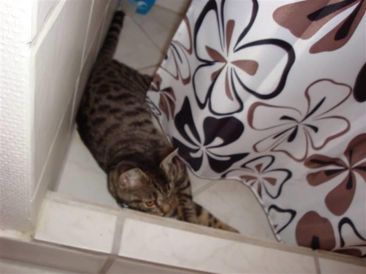 Huskat Kitty billede 10