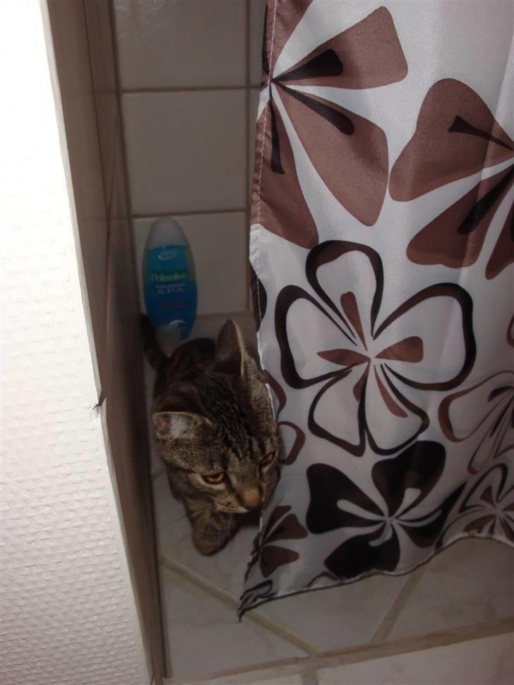 Huskat Kitty billede 11