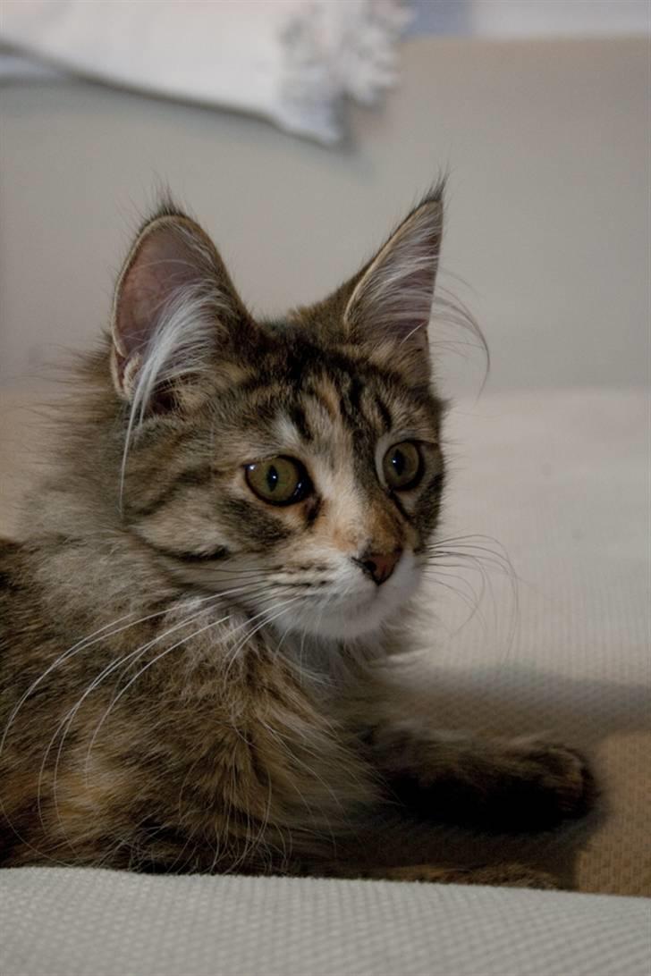 Maine Coon Nova - Jeg ligner stadig en killing :) billede 1