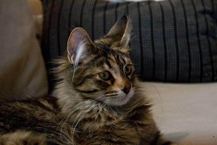Maine Coon Nova billede 2