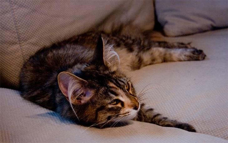 Maine Coon Nova - Jeg hviler mig lige så jeg er klar til at være aktiv i nat ;-) billede 3