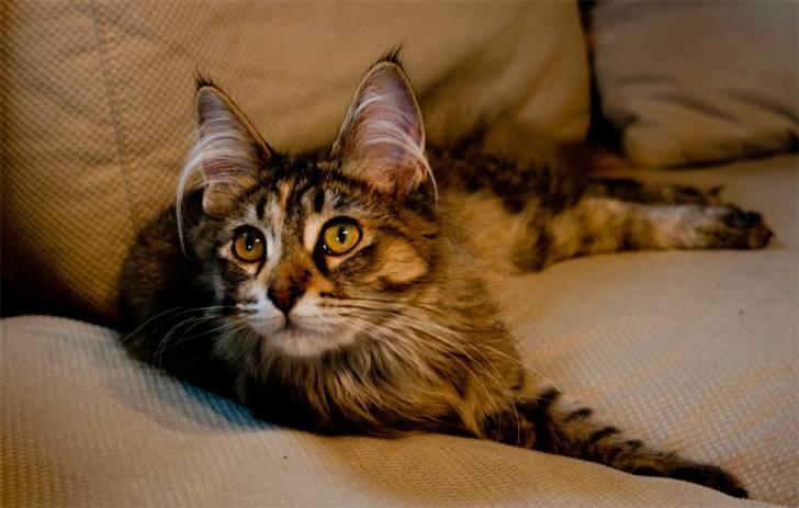 Maine Coon Nova - huh, mig? billede 4