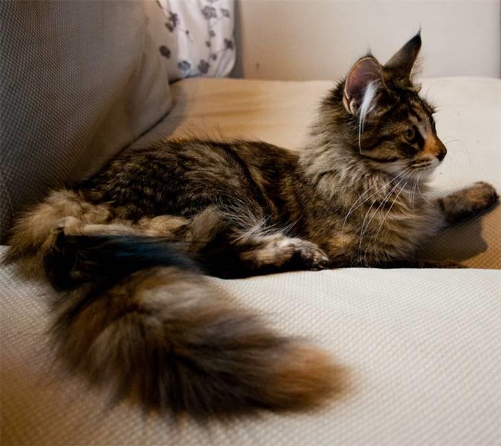 Maine Coon Nova - Se min dejlig buskede hale billede 5