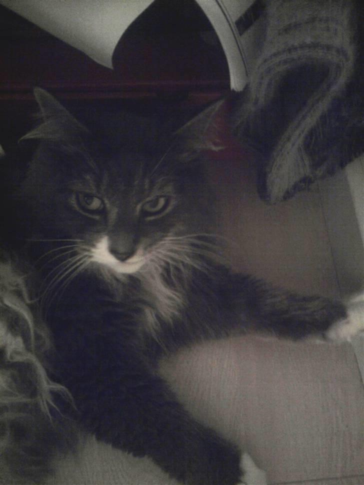 Blanding af racer Laban billede 3