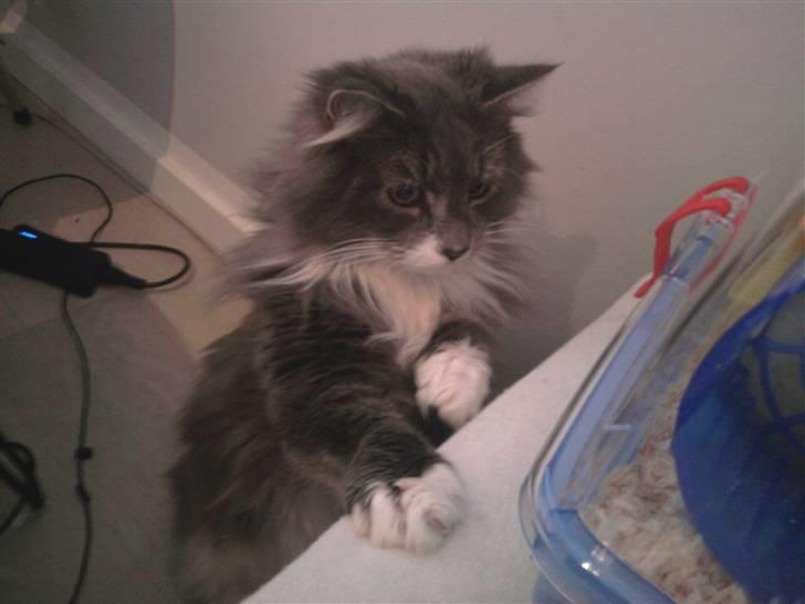 Blanding af racer Laban billede 4