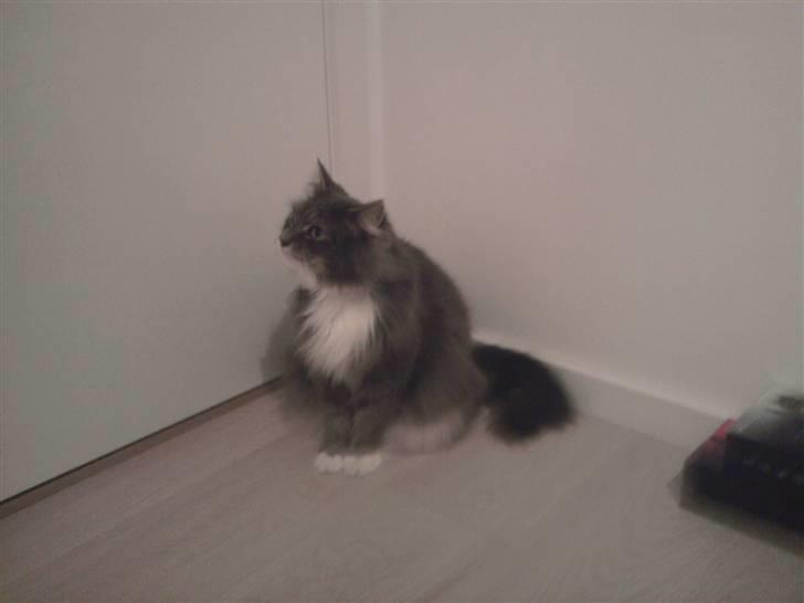 Blanding af racer Laban billede 5