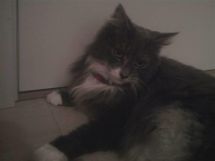 Blanding af racer Laban billede 7