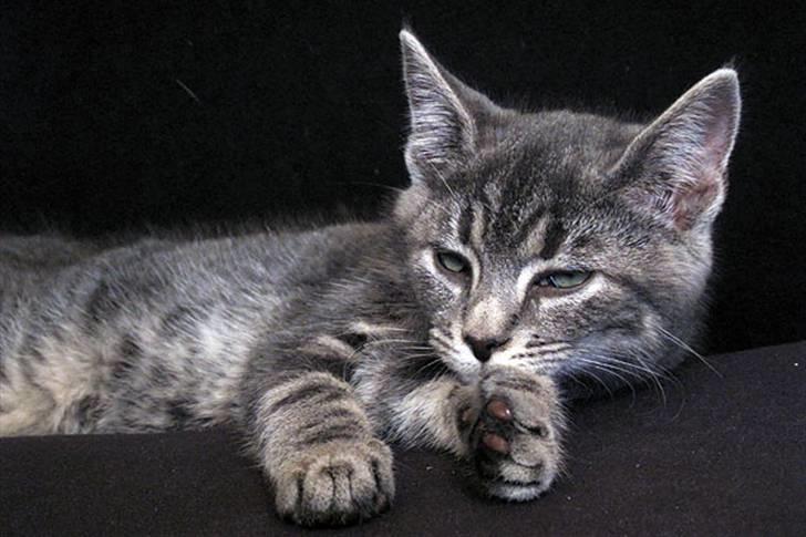 Huskat Pollux - en hyggestund på sofaen billede 11