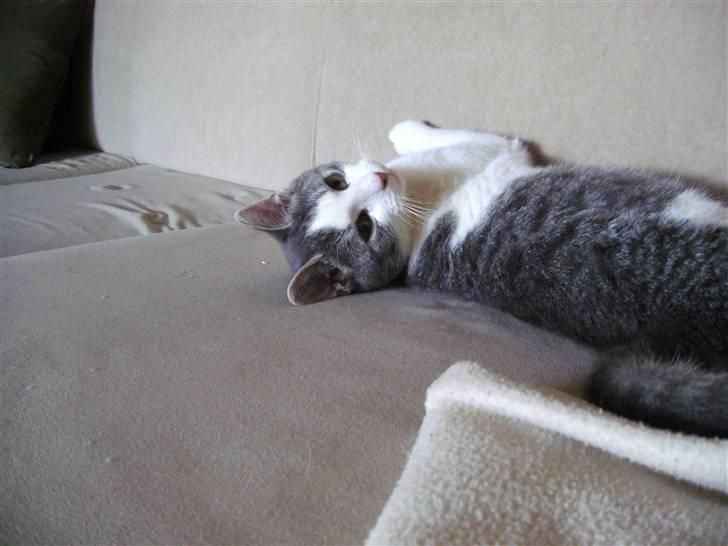 Huskat Jimmi billede 6