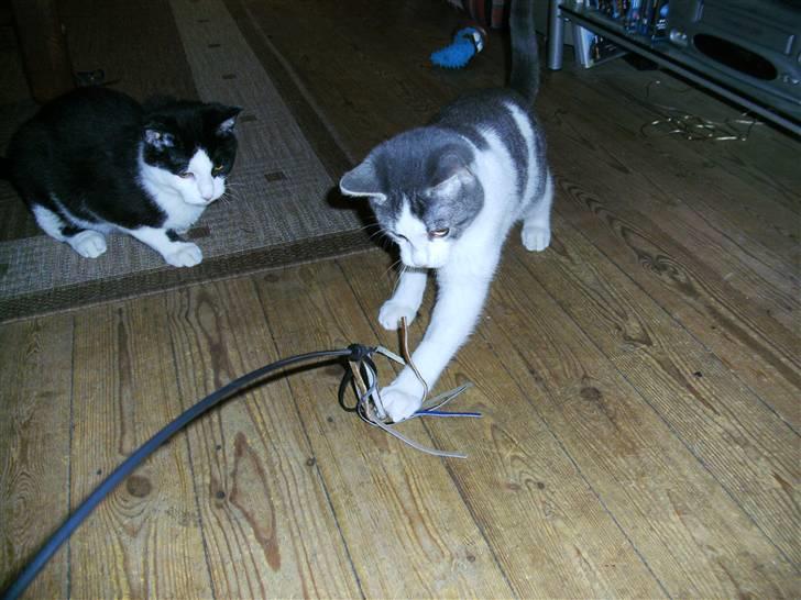 Huskat Jimmi billede 7